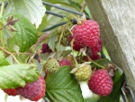 Rubus idaeus 'Himbo-Top®'